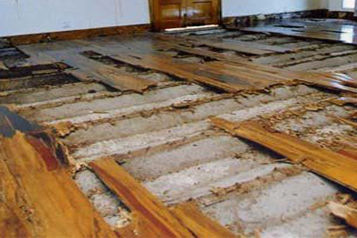 既有房屋白蚁灭治