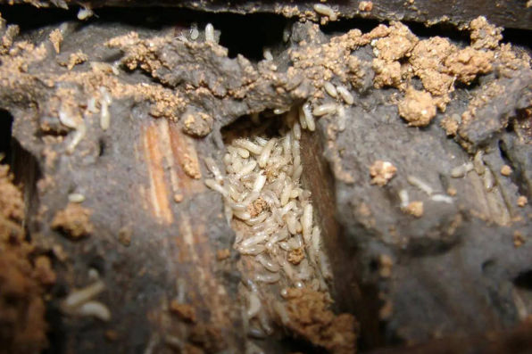 园林、水库白蚁防治